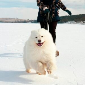 Fluffy Samoyed dog joyfully running in snow with person in winter attire on outdoor walk.